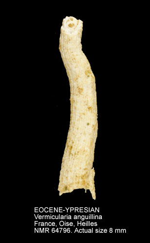 EOCENE-YPRESIAN Vermicularia anguillina.jpg - EOCENE-YPRESIANVermicularia anguillina(Deshayes,1861)
